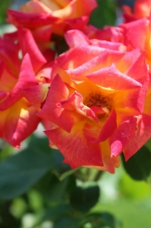 IMG_1348.jpg