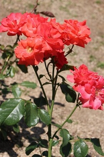 IMG_1354.jpg