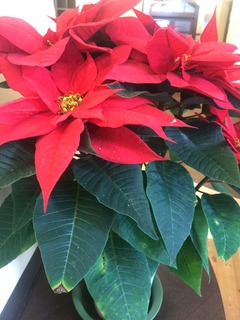 IMG_2309.jpeg