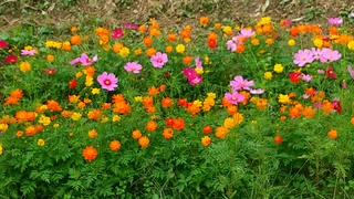 DSC_0247.JPG