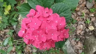 DSC_0283.JPG