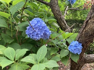 IMG_2525.jpeg